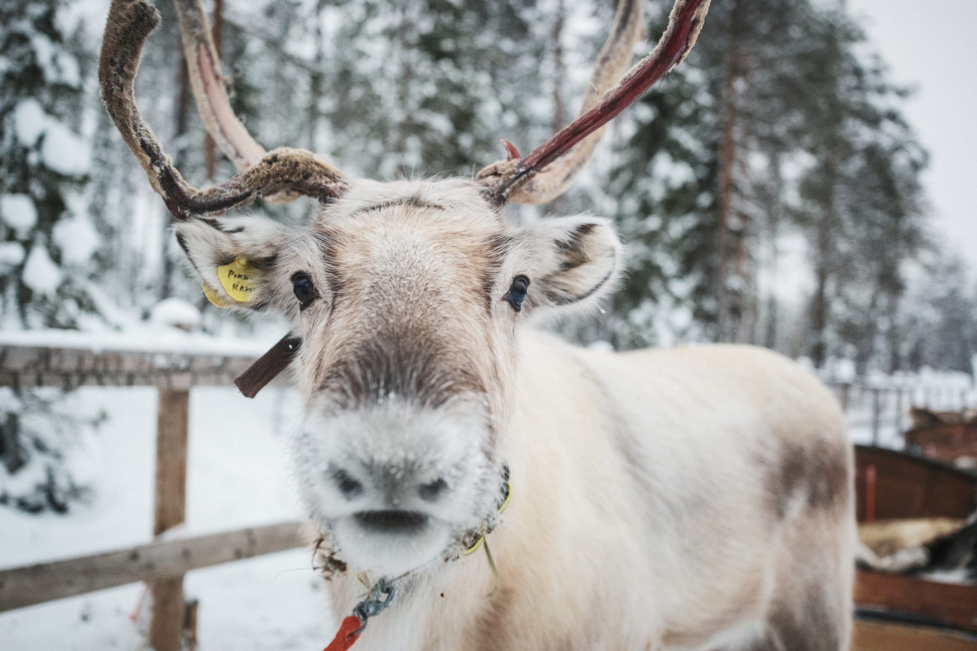 Reindeer Sled Ride Through the Forest | Visit Finland