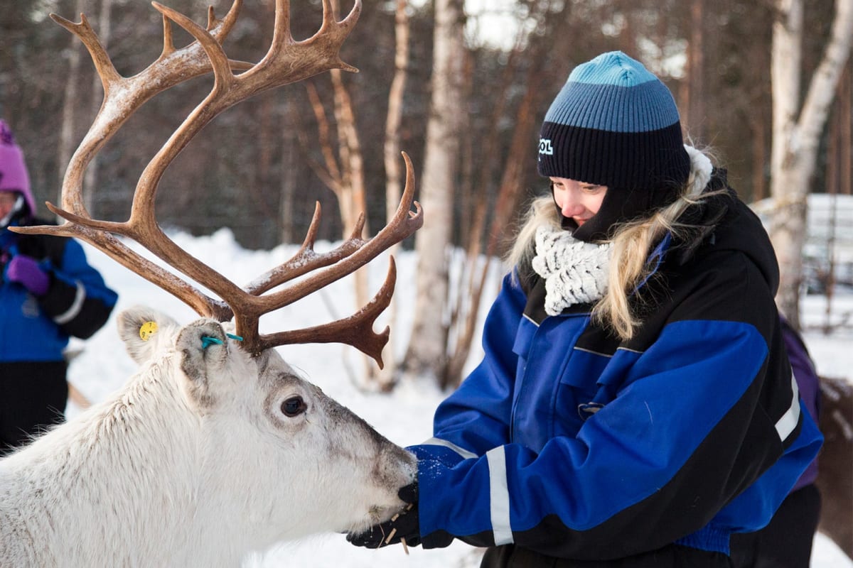 Visit to the Reindeer Farm - Meet and feed the adorable reindeers!