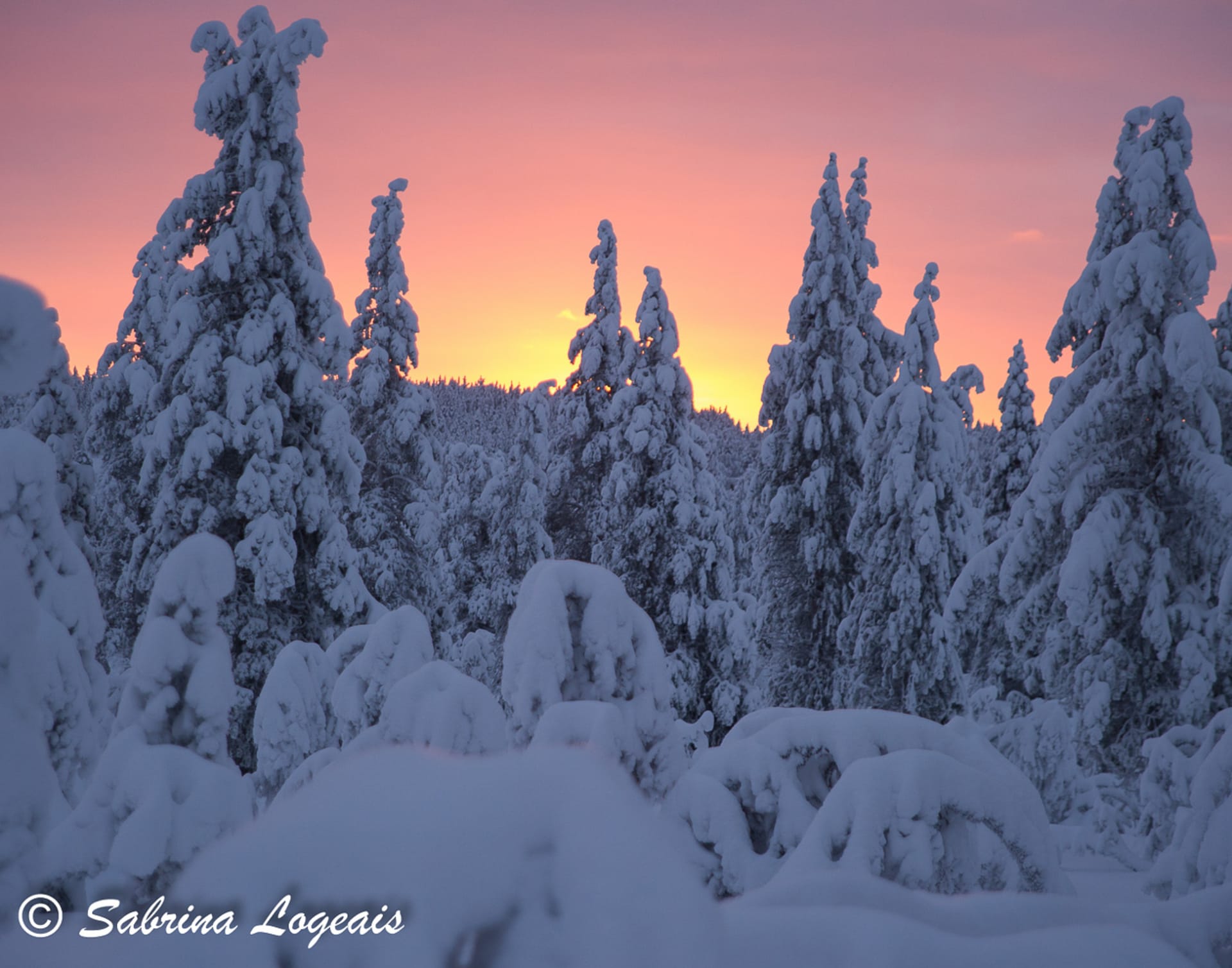 Taiga Spirit, winterland