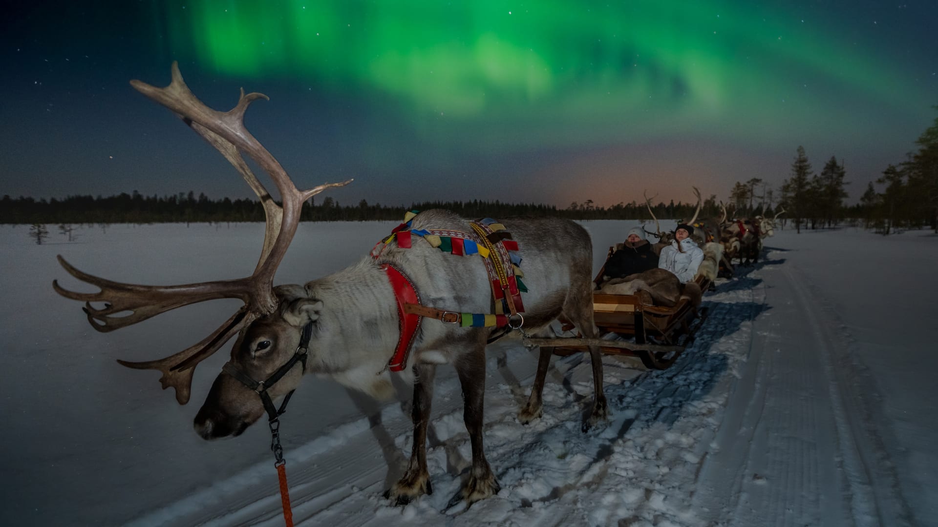Northern Lights Reindeer Excursion 