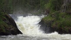 Little Bear's Summer Trail - private day hike in Oulanka National park