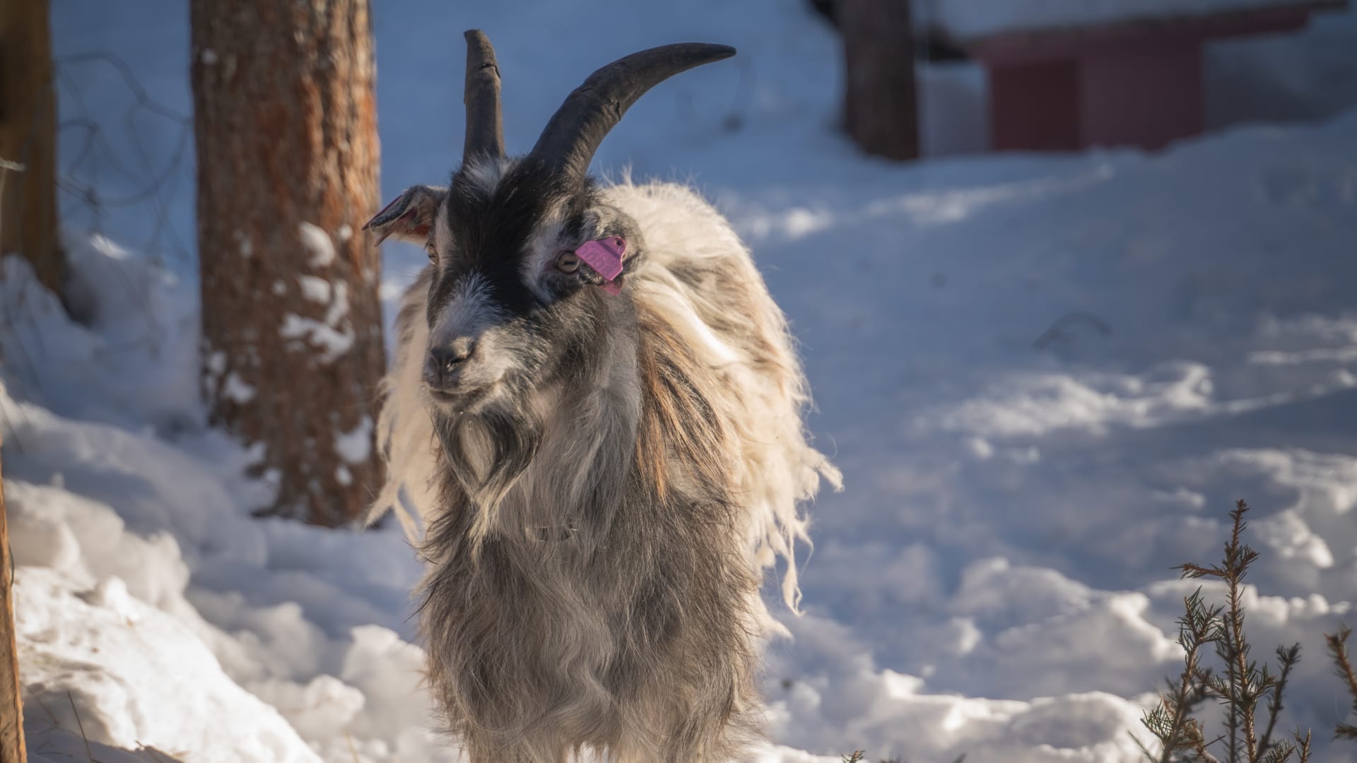 Friendly goat.