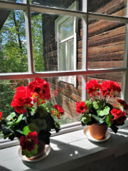 Pelargoniat ikkunalaudalla