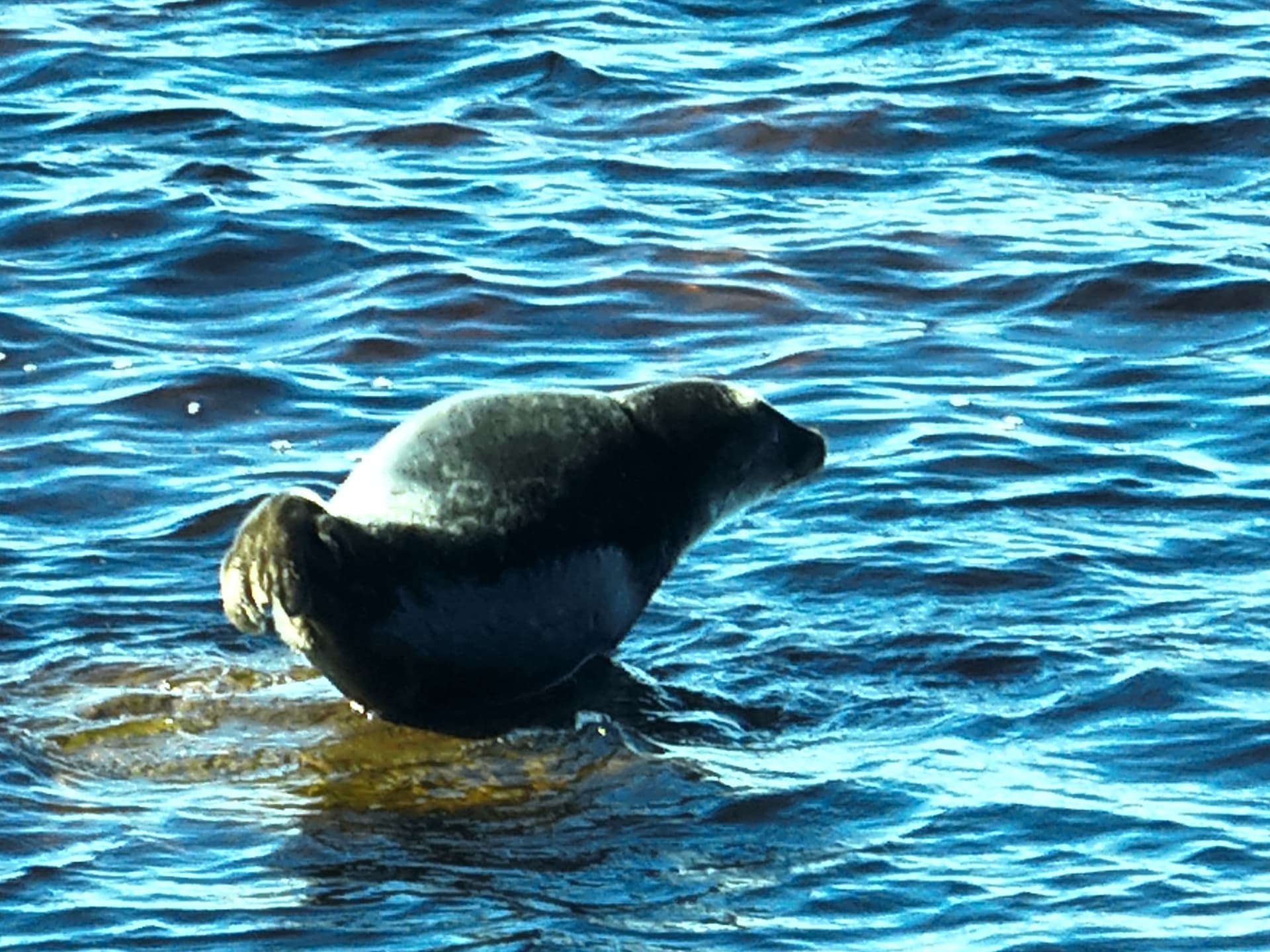Seal