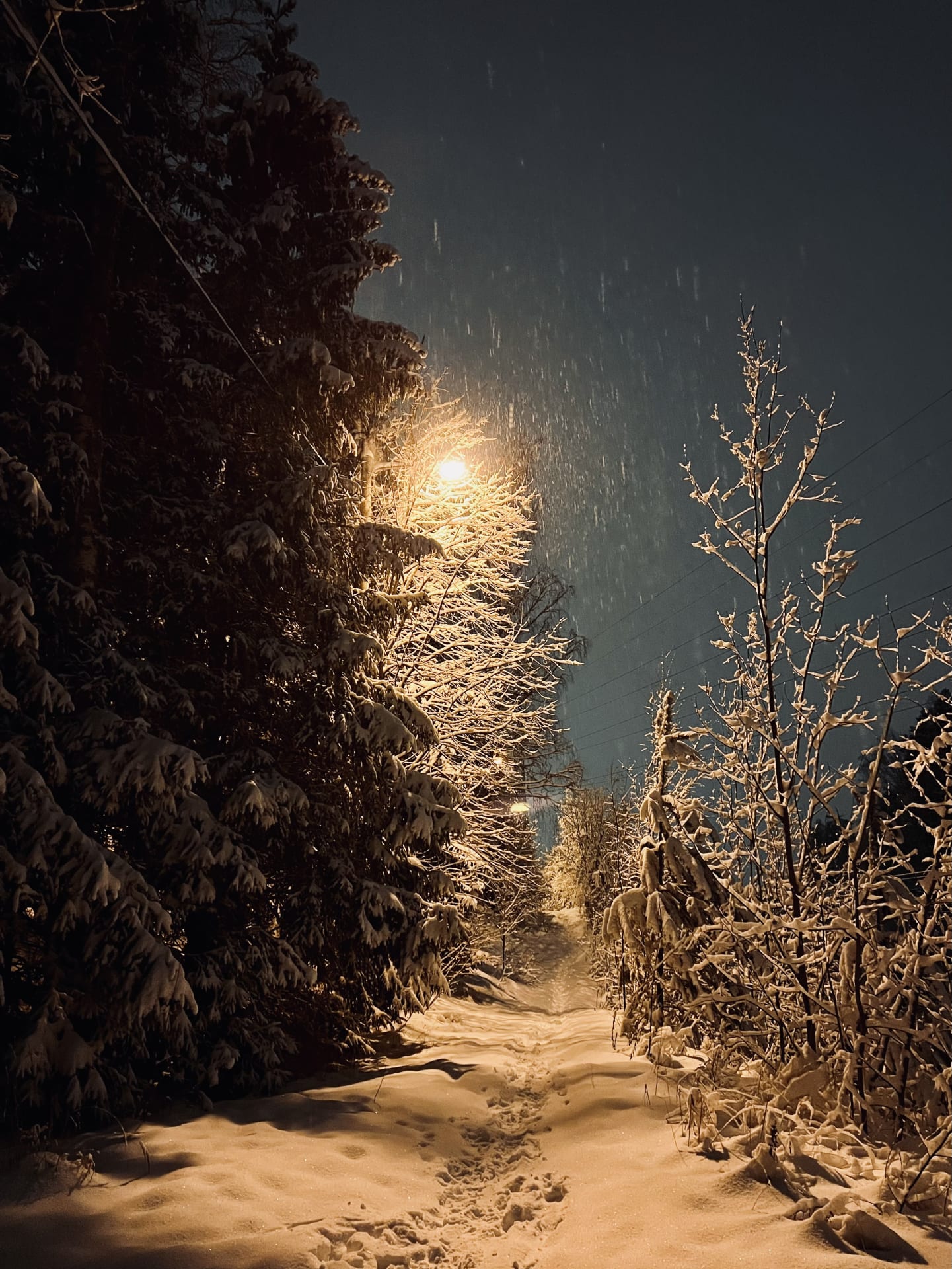 Lumisadetta metsän reunassa katulampun valossa