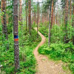 A path near the Uutela shelter.