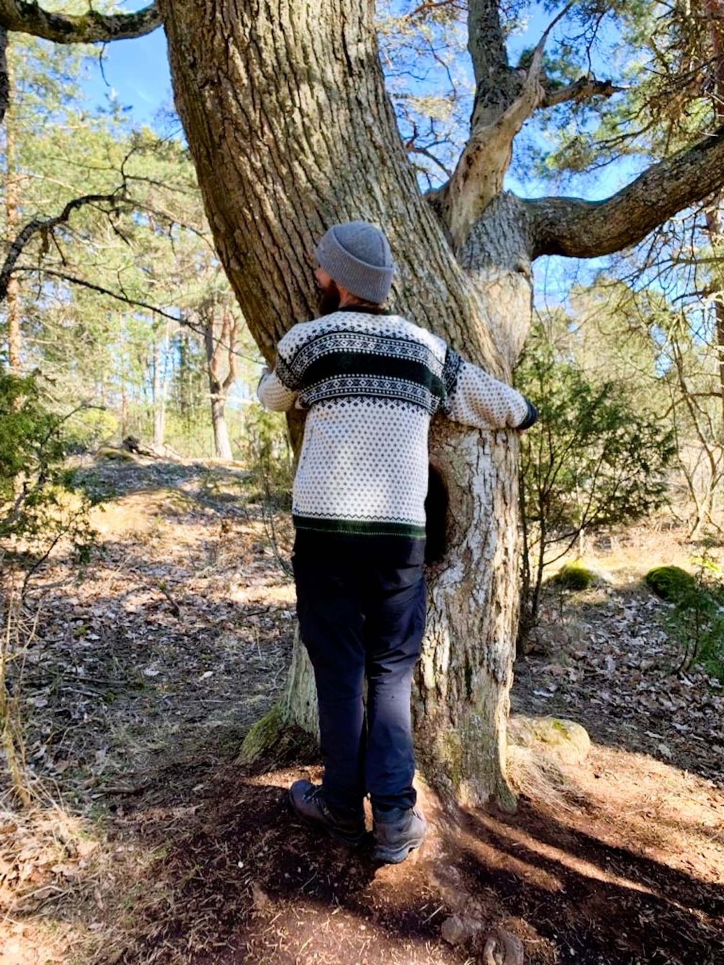 Mies halaa puuta metsäkylvyssä