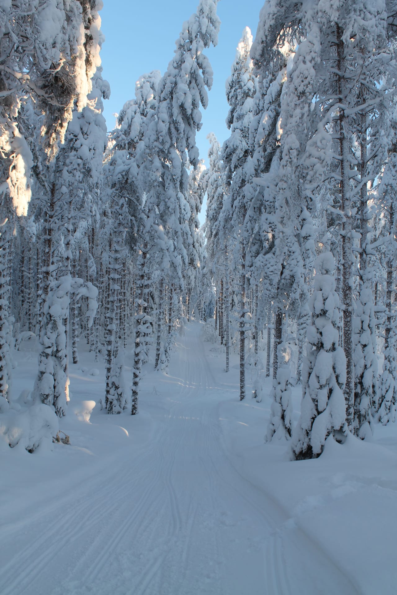 Varjola Resort Snowshoe trek to Finnish Forest