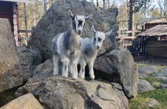 African Dwarf goats