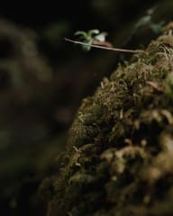 Lähikuva metsän mättäästä