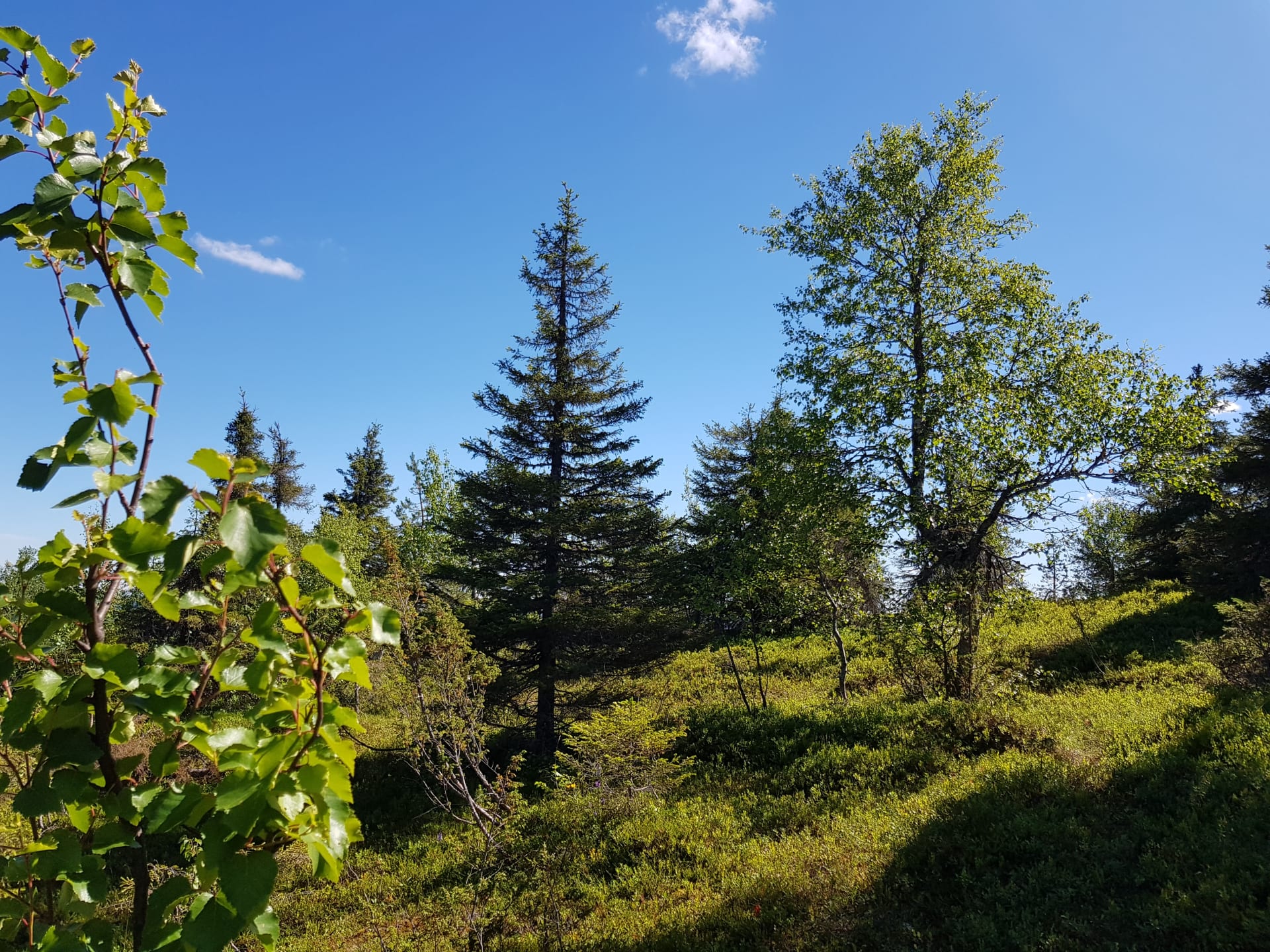 Hiking in Riisitunturi National Park