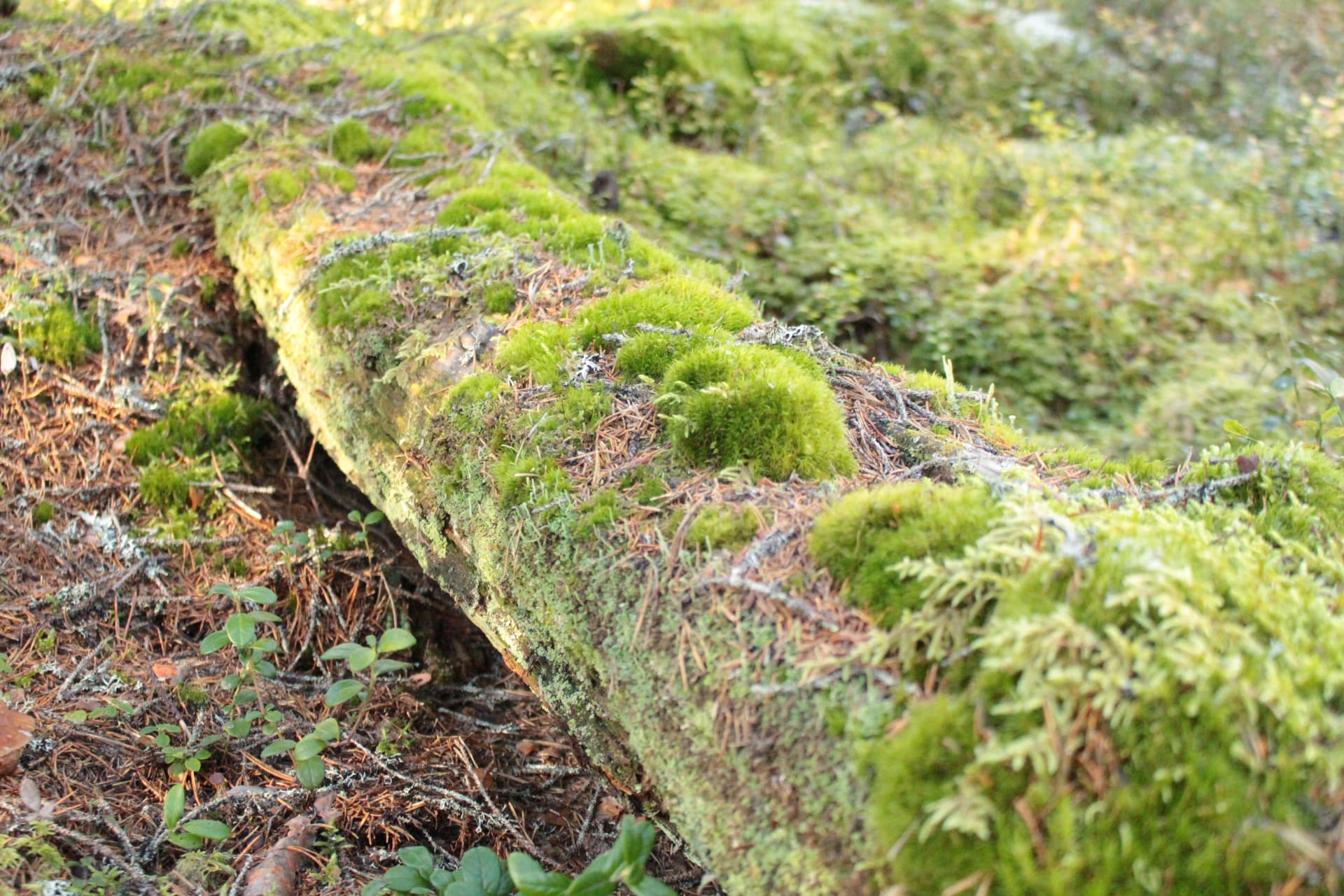 Hiking in Riisitunturi National Park