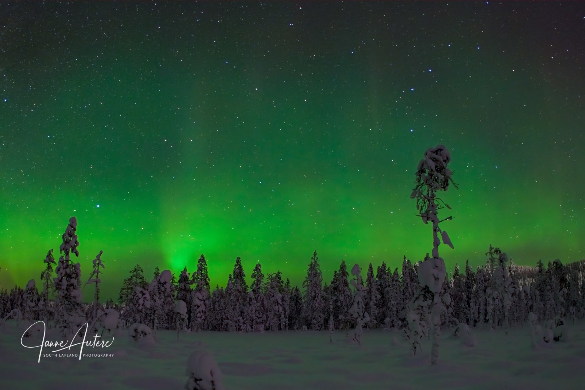 Arctic wolf and Auroras - Auroras photographing in winter