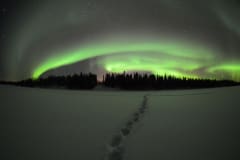 Arctic wolf and Auroras - Northern Lights photographing in winter