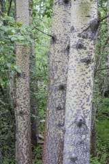 Puut-luontopolku Veittijärven ympäri