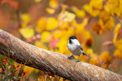 Autumn Colors of Kuusamo -photo excursion