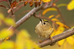 Autumn Colors of Kuusamo -photo excursion