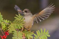 Autumn Colors of Kuusamo -photo excursion