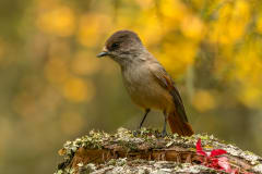 Autumn Colors of Kuusamo -photo excursion