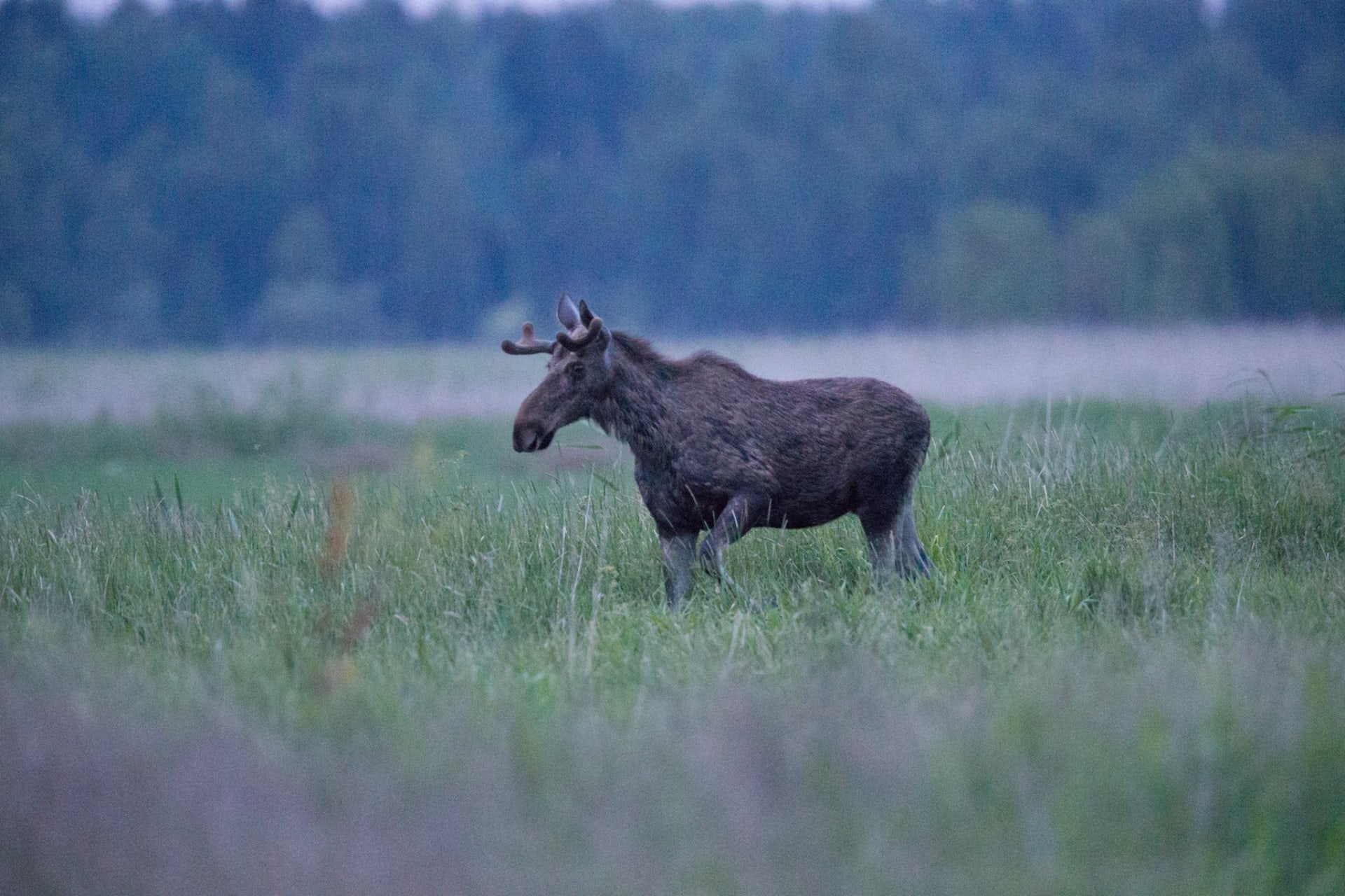 Elk / Moose with antlers.