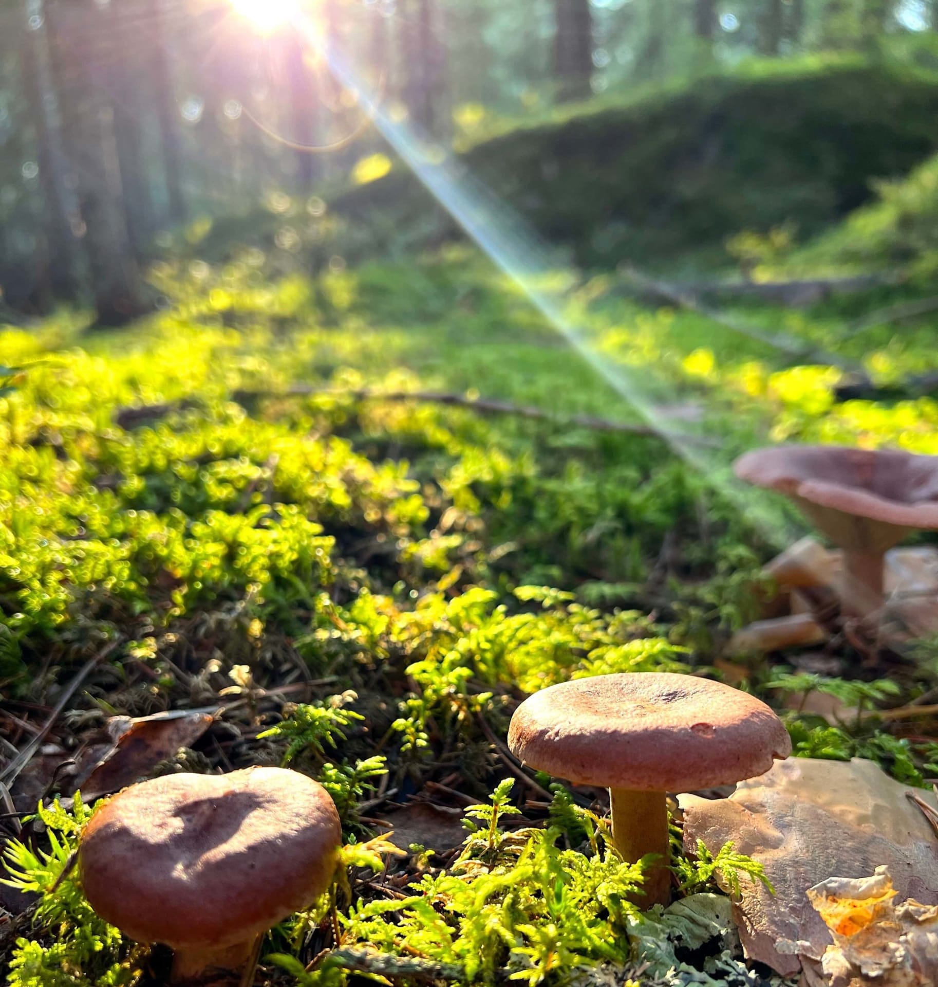 Aurinko paistaa syksyisessä metsässä