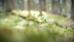 Peltolammin-Pärrinkosken luonnonsuojelualue