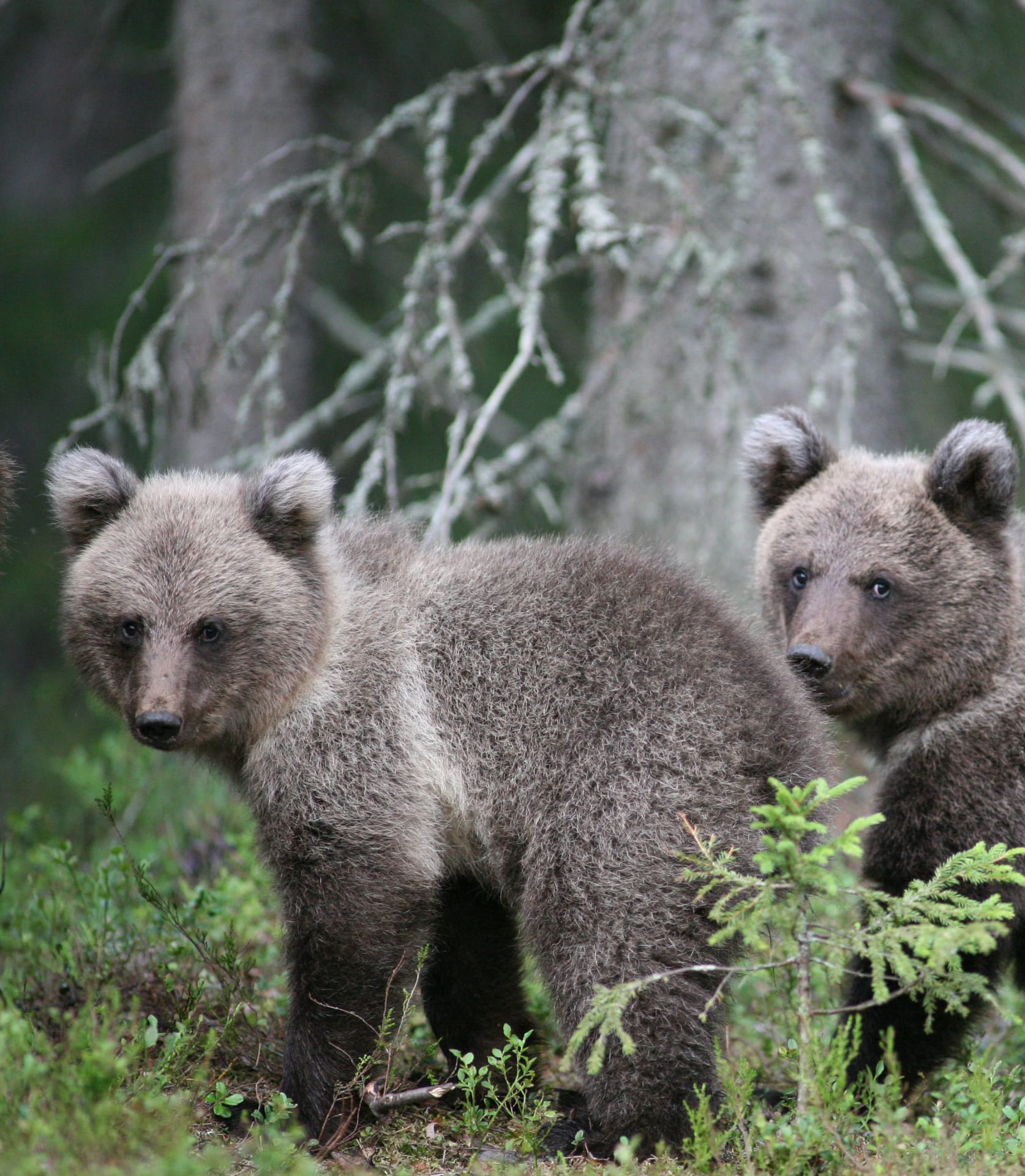 Twin brown bear cubs standing and waiting for their mother in the woods at Bear Centre, comfortably observable from the visitor areas.