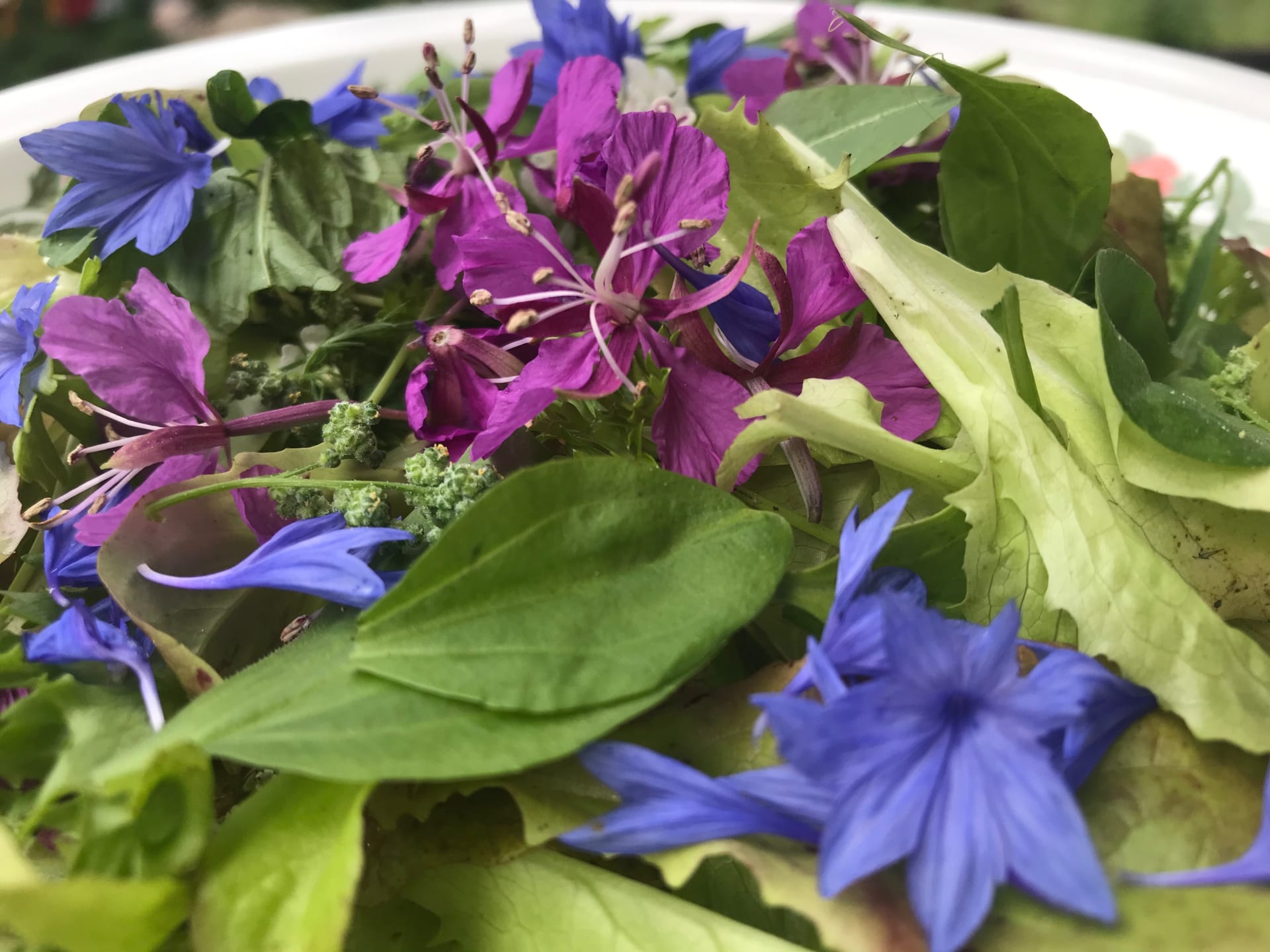 Wild-salad