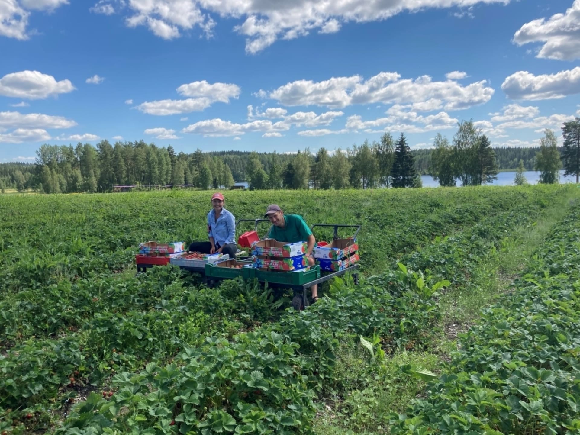 Raijan Aitta, marjatila Mikkelissä.