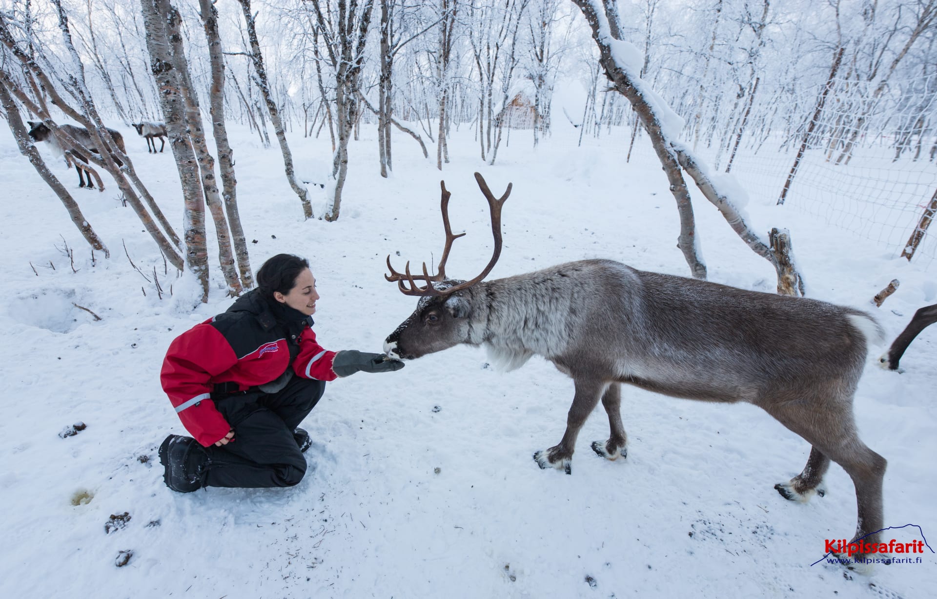 Sámi Culture and Reindeer Herding | Visit Finland