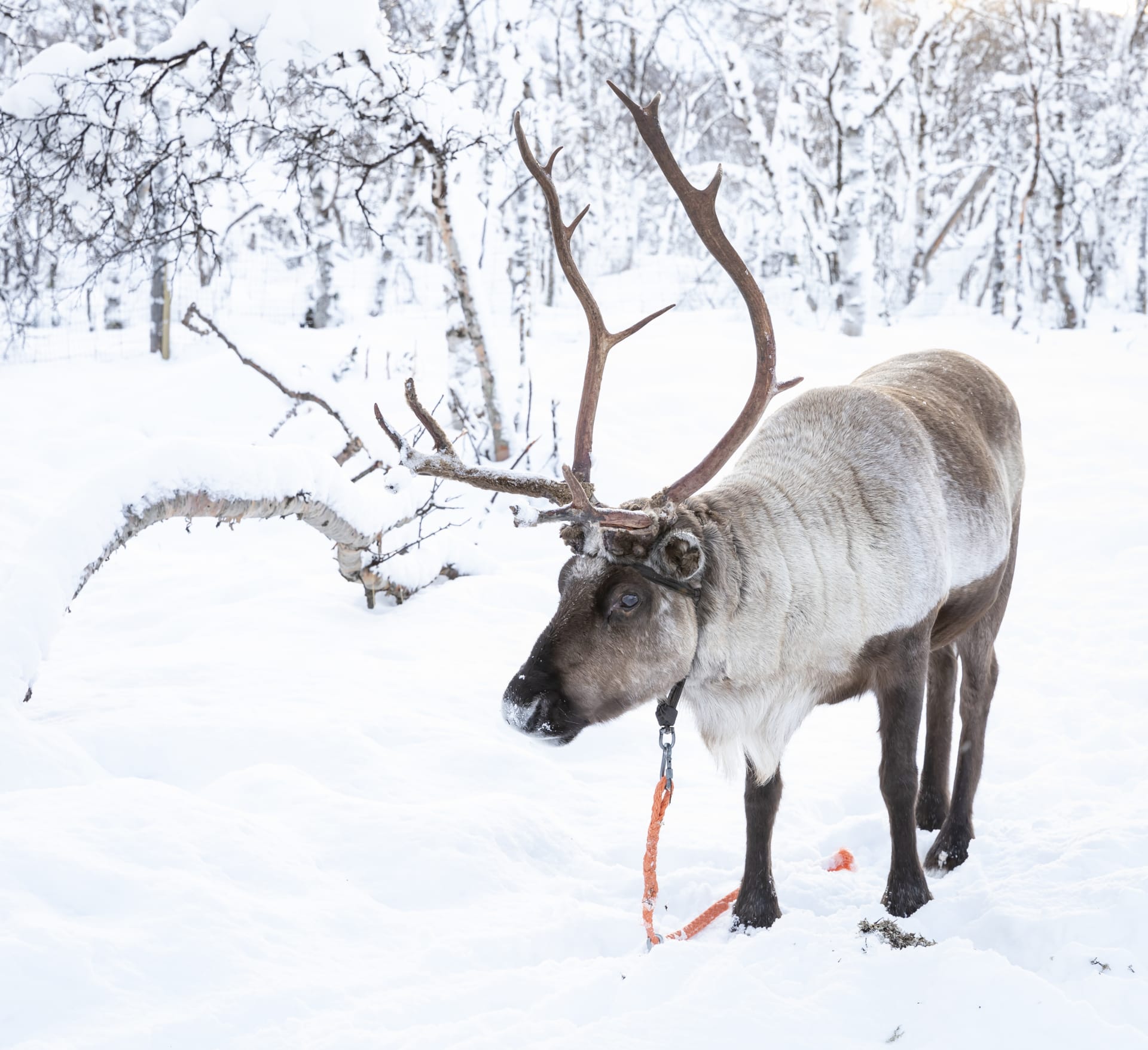 Sámi Culture and Reindeer Herding | Visit Finland