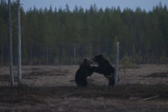 Bears in Boreal, Viiksimo