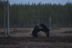 Bears in Boreal, Viiksimo