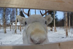 arkadia-reindeer-nose
