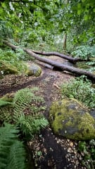 Metsäkylpykokeilu 1h – Pura stressiä ja nauti luonnosta uudella tavalla! **MISSÄ TAHANSA PÄÄKAUPUNKISEUDULLA**