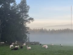 Kesämajoitusta maaseudulla