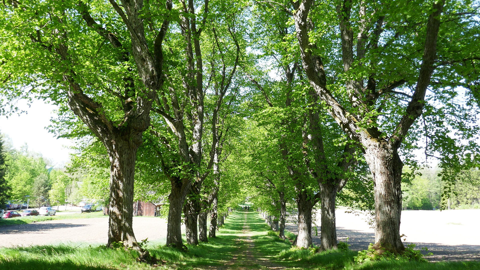 Oak alley in Teijo Ironworks village