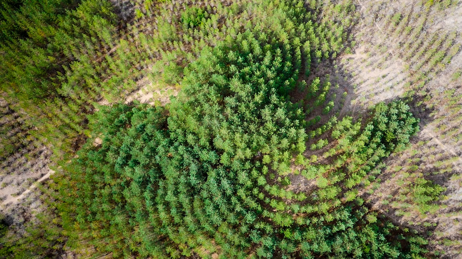Tree Mountain from above