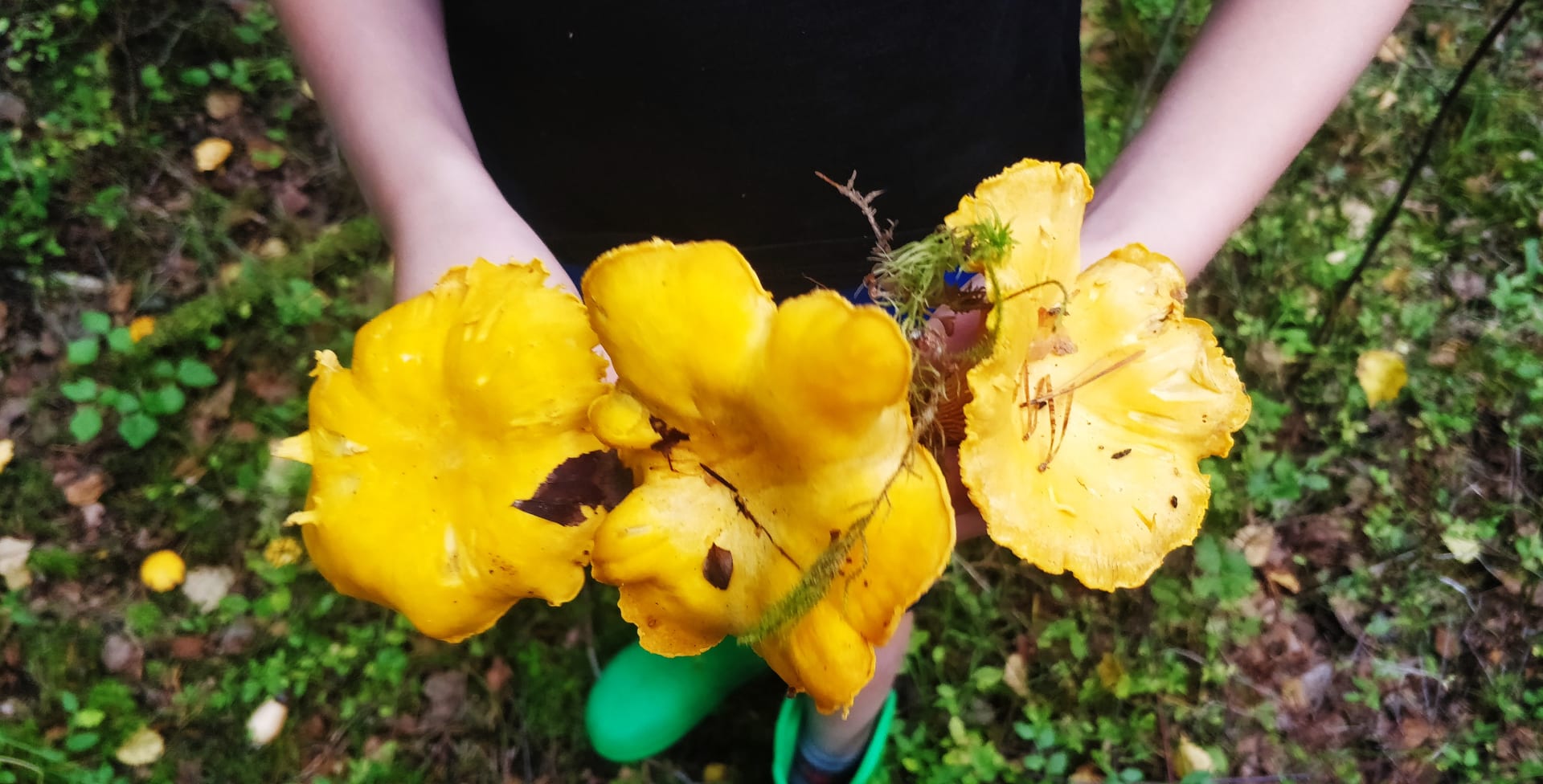 Chantarelles