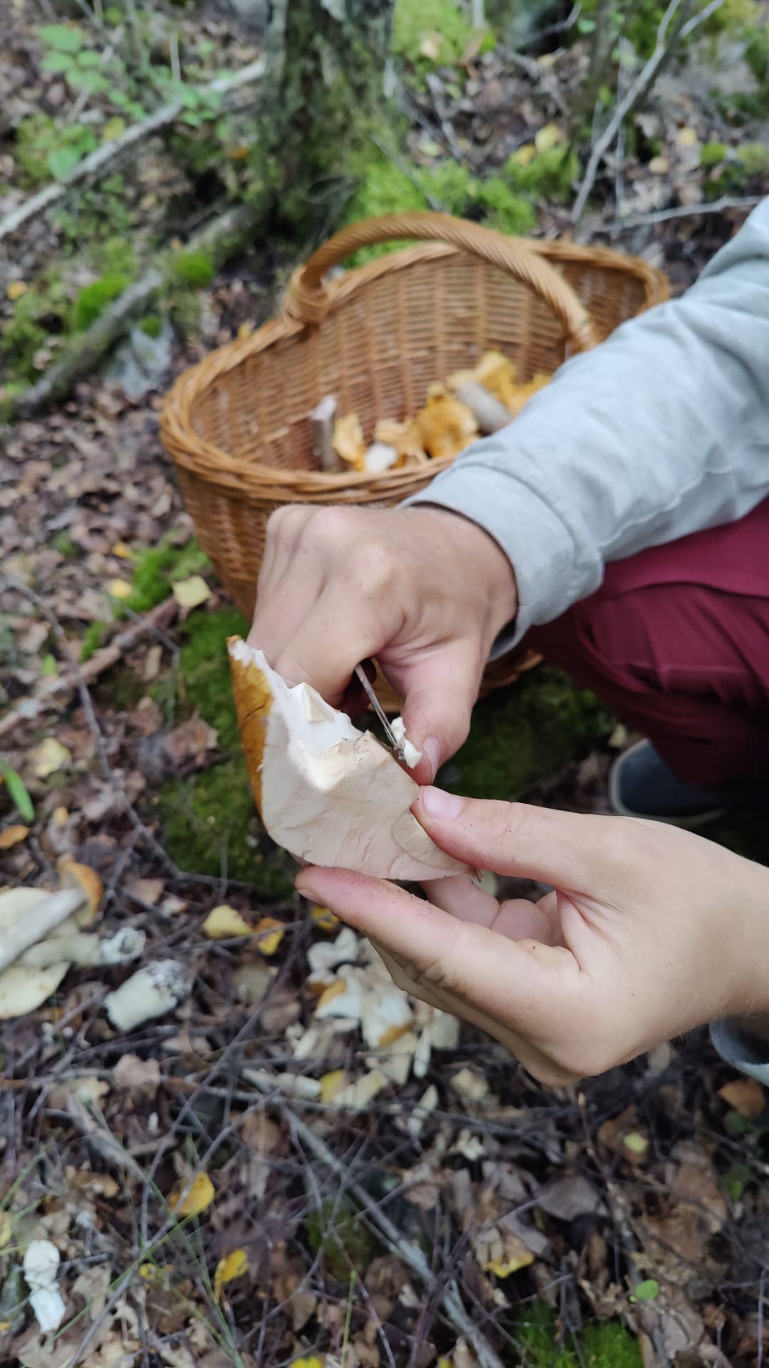 Cleaning a porchini mushroom