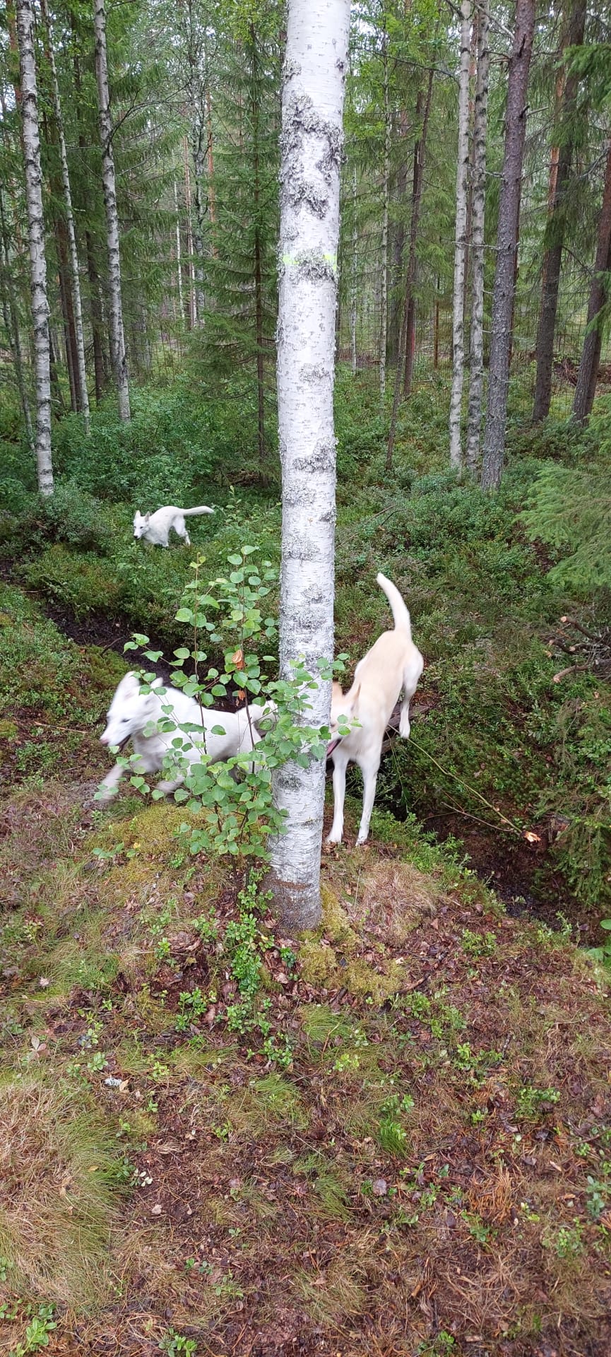 Freerun