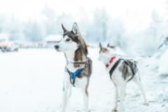 Alkutalven Husky-valjakkoajelu 3 km marraskuussa, Apukka Resort Rovaniemi