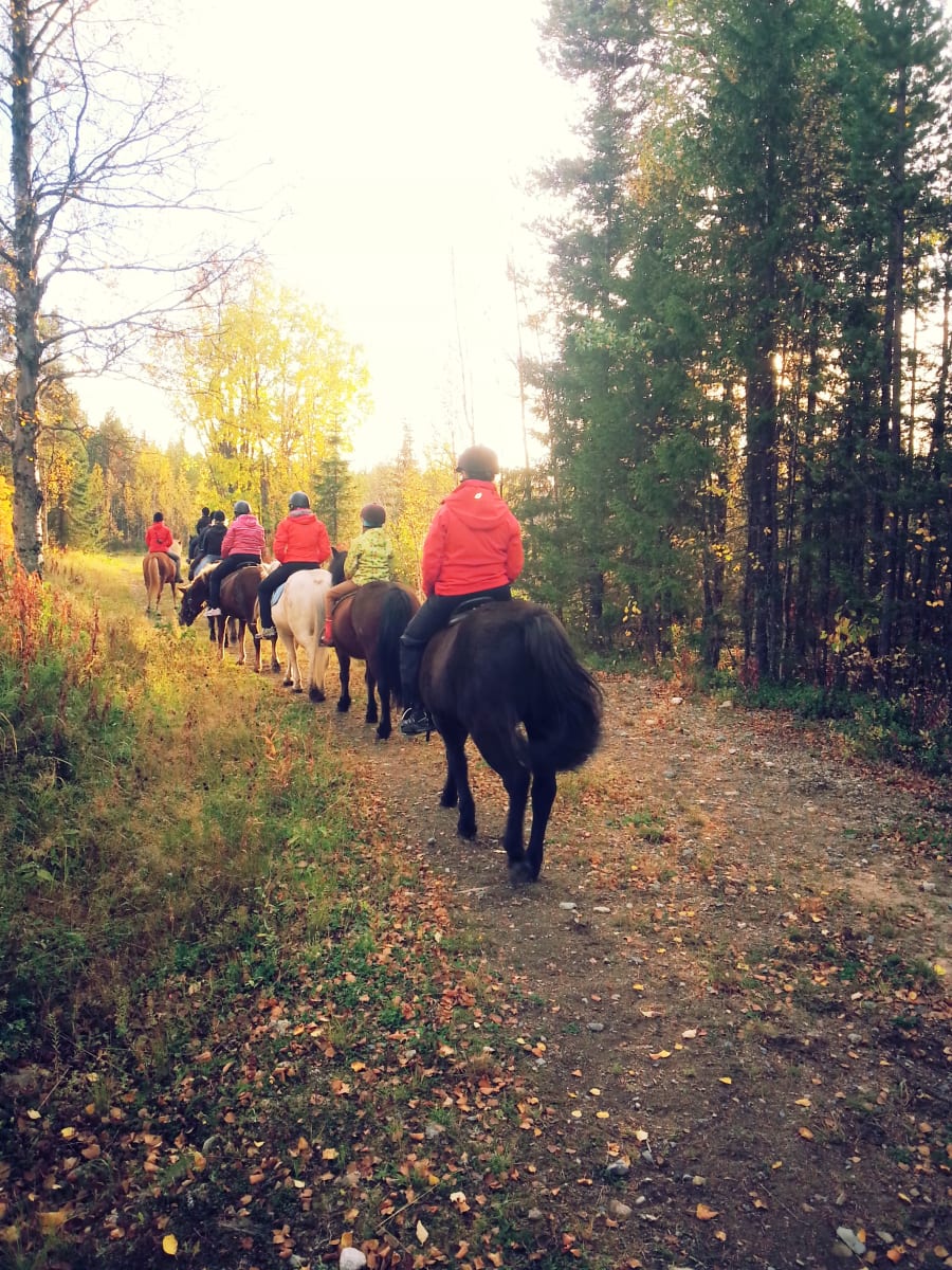Autumn Icelandic Horse Riding Trek in Levi