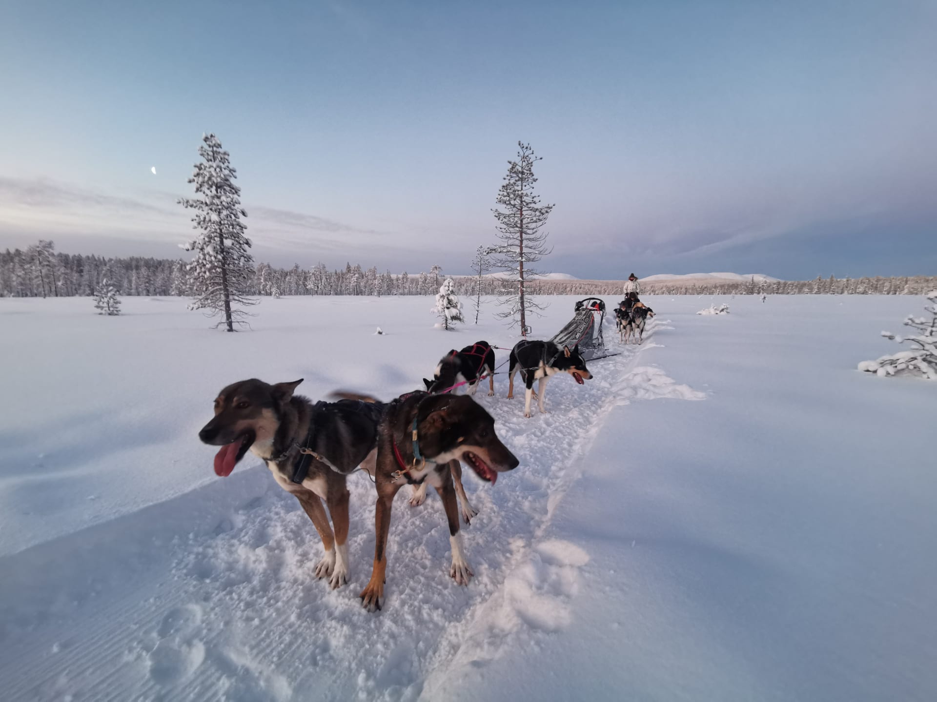 10km huskysafari at the outskirts of the National Park | Visit Finland