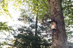 Artistic heart shape birdhouse on a tree in Puistokatu Savonlinna