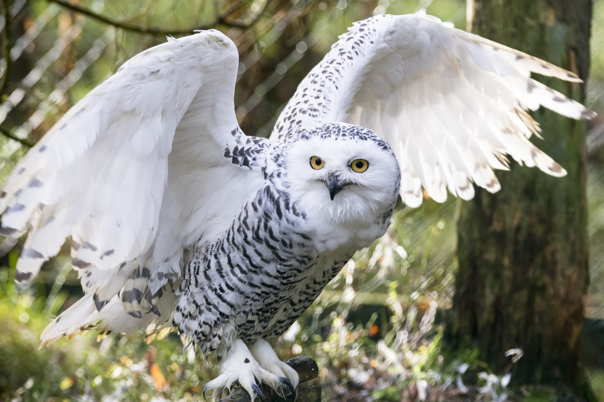 Owl spreading its wings ready for a flight