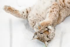 Lynx rolling around in the snow