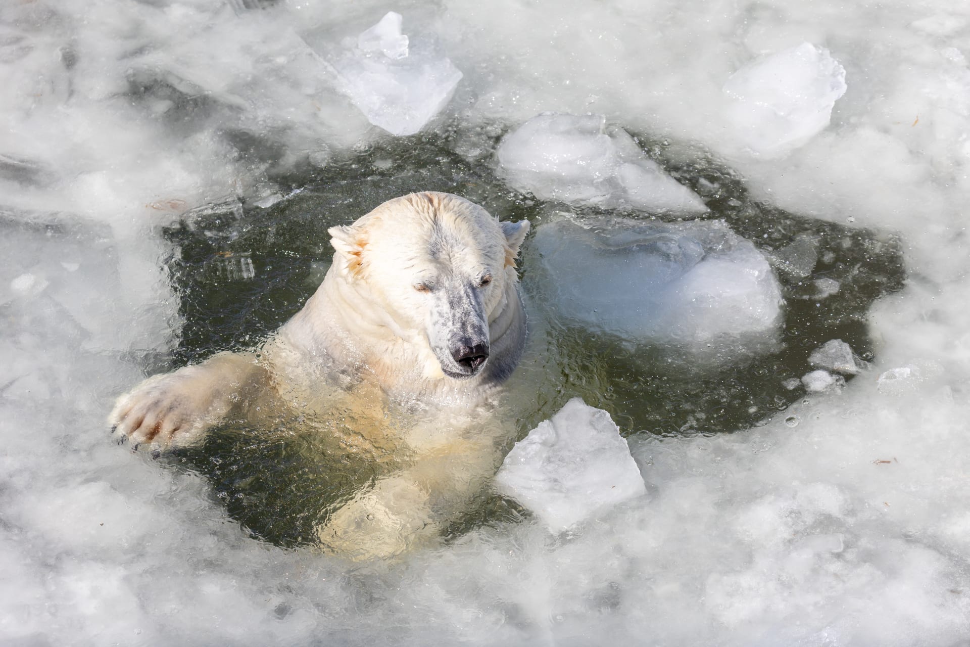 Polar bear enjoying an icy swim