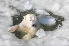 Polar bear enjoying an icy swim