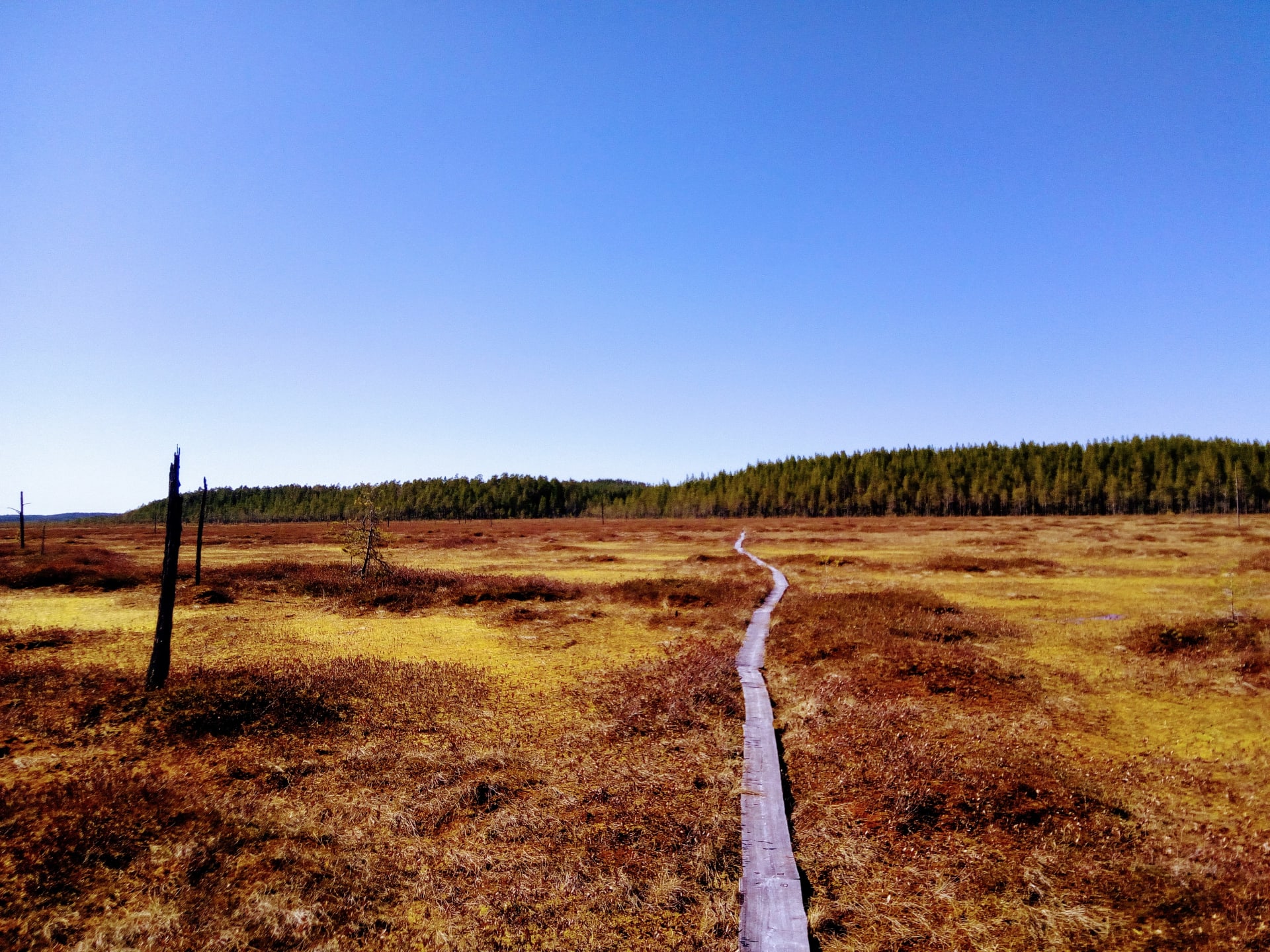 Bog in Patvinsuo National Park